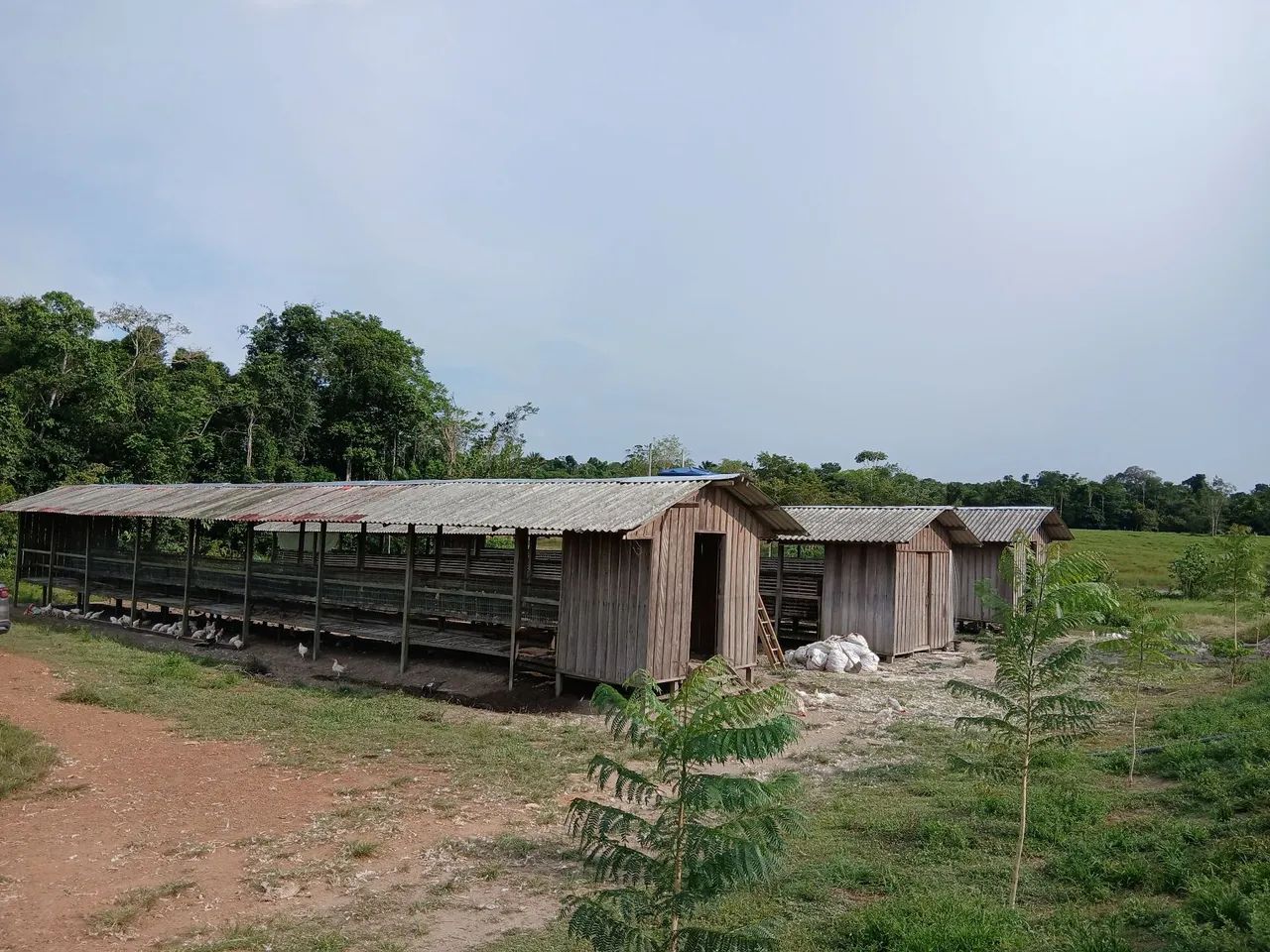 Foto - Manacapuru - União