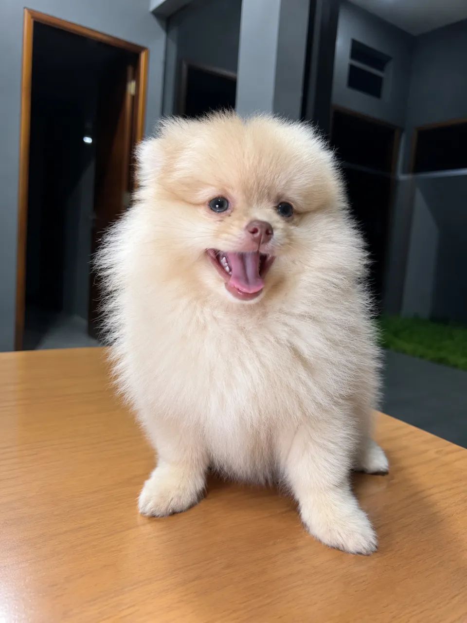 Spitz Beaver Merle