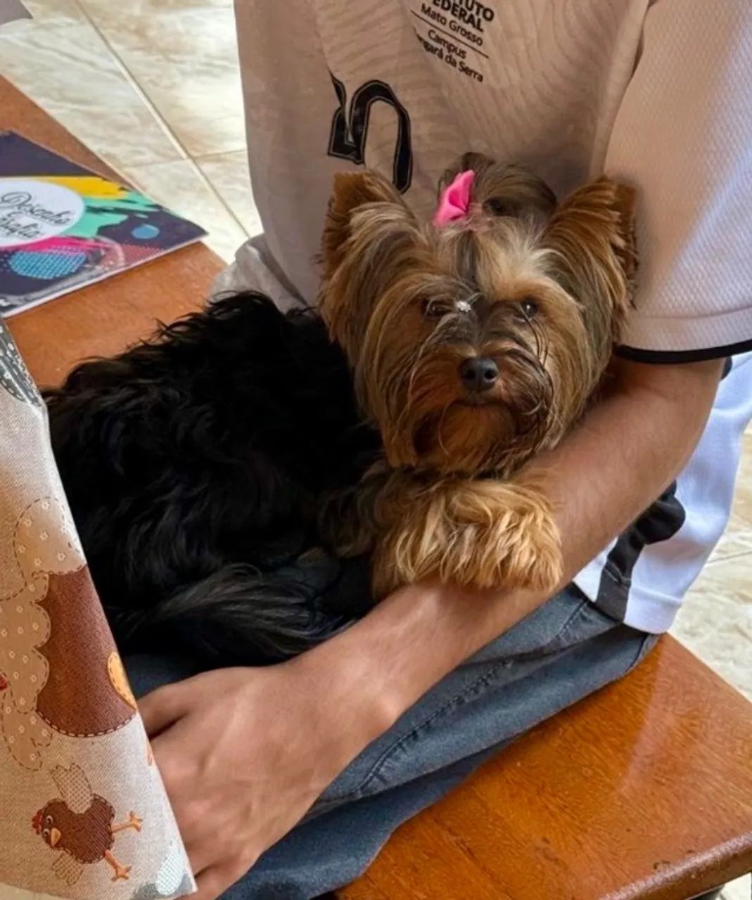 Cachorro - Foto 2