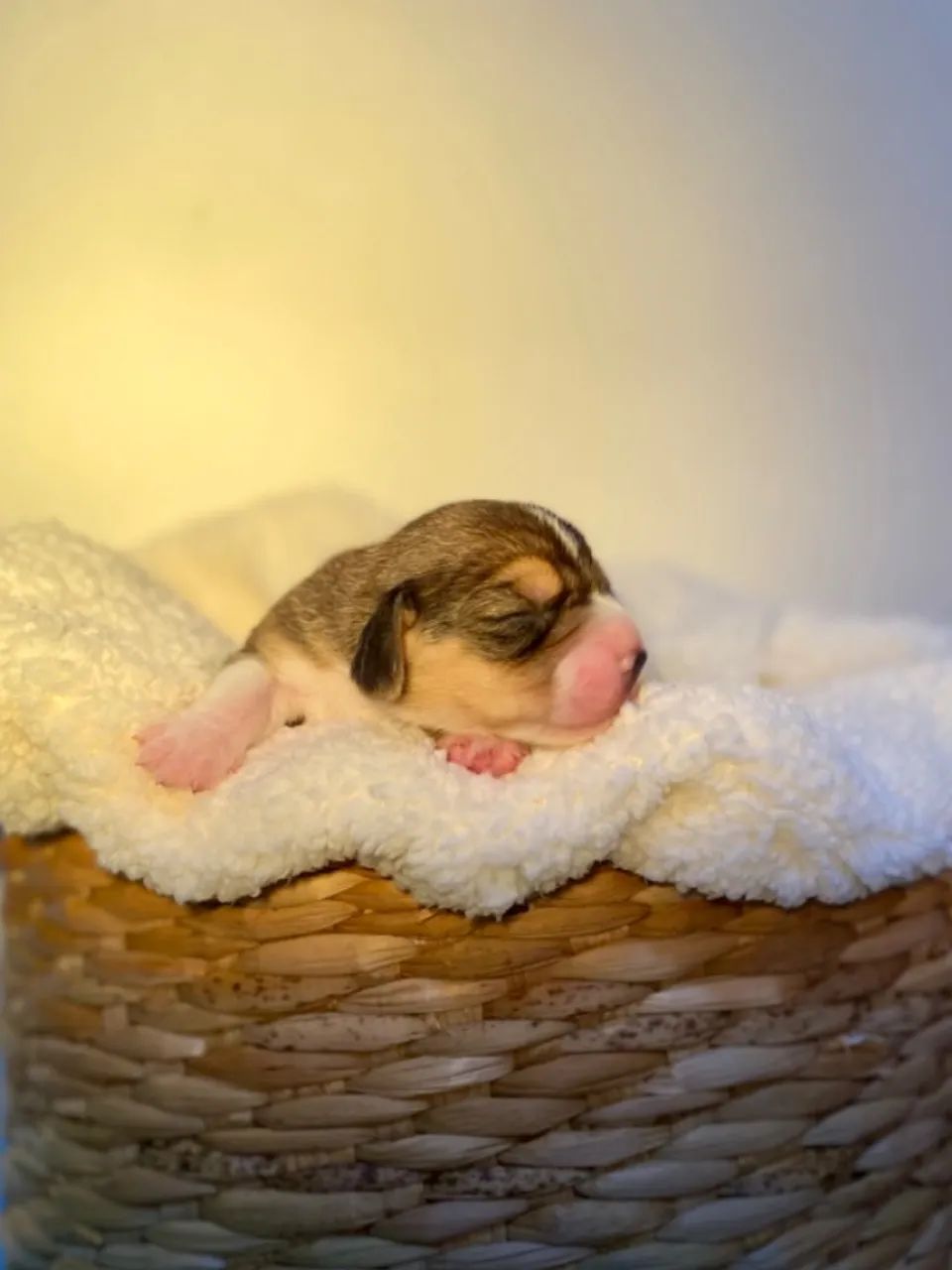 Beagle - Foto 3