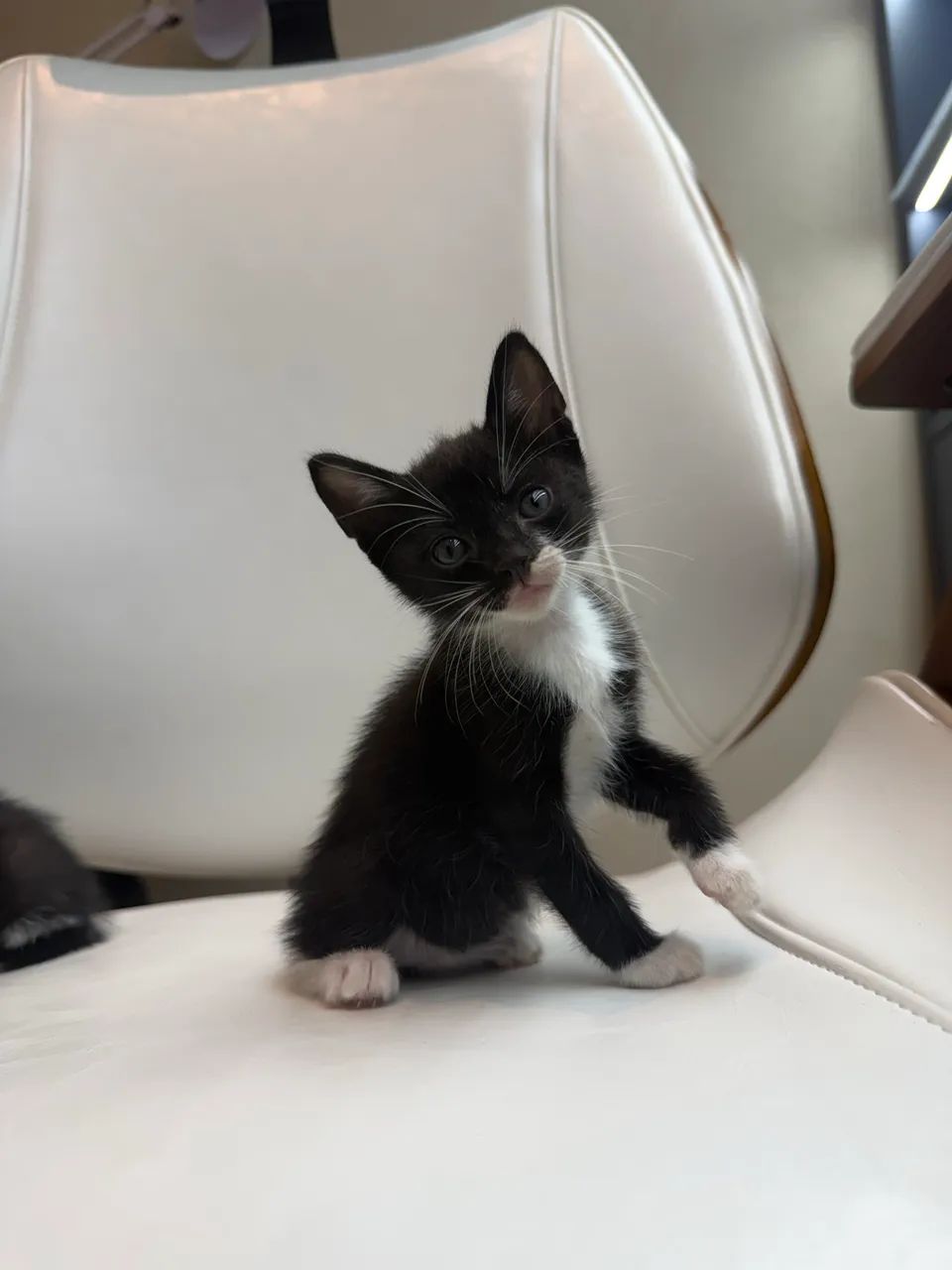 Gatinha pra adoção  - Foto 2