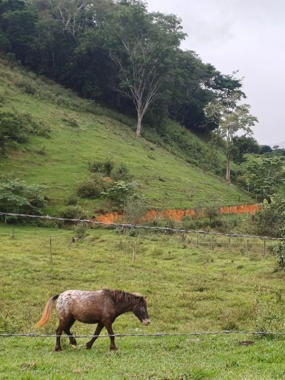 Mini pônei  - Foto 4