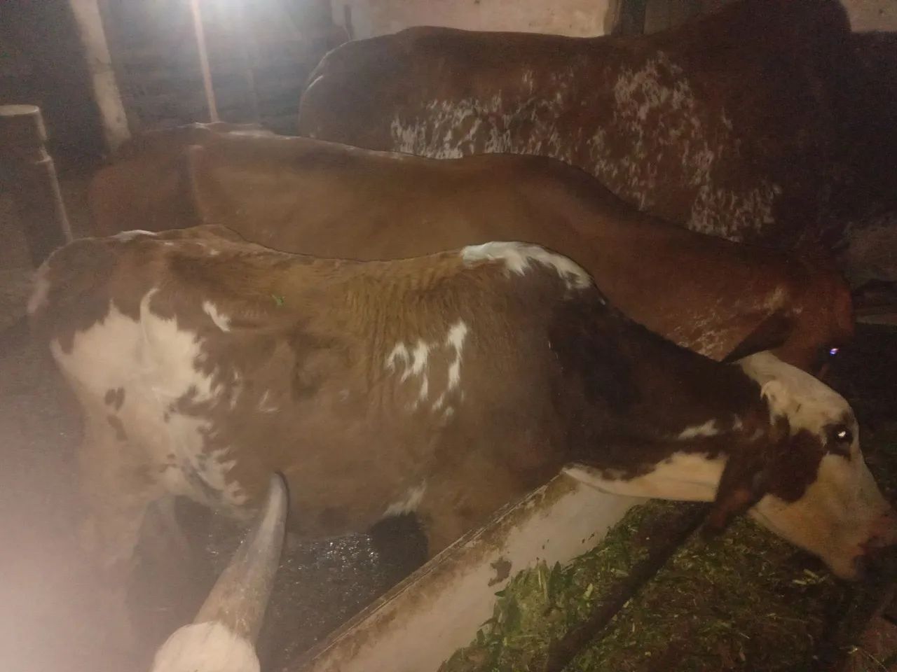 Vacas 