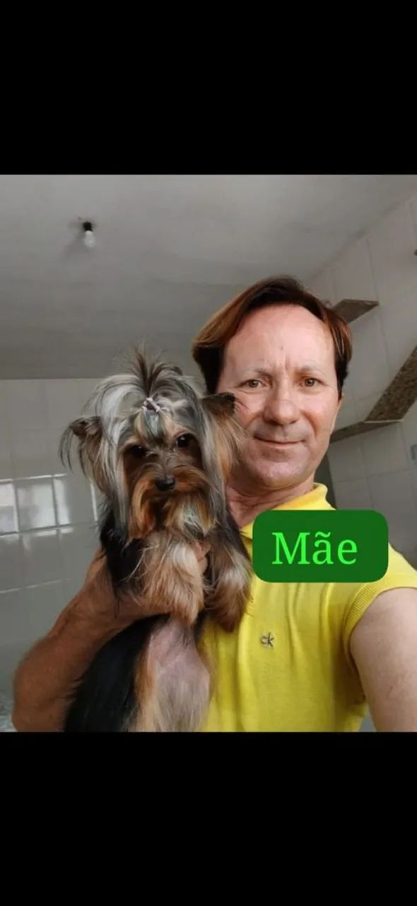 Filhotes de Yorkshire Terrier mini - Foto 2