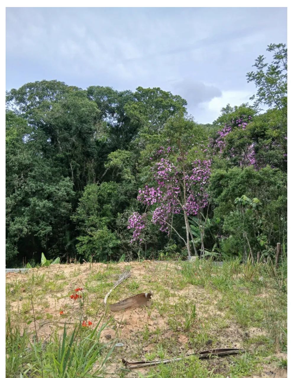 Foto - Suzano - Jardim Monte Cristo