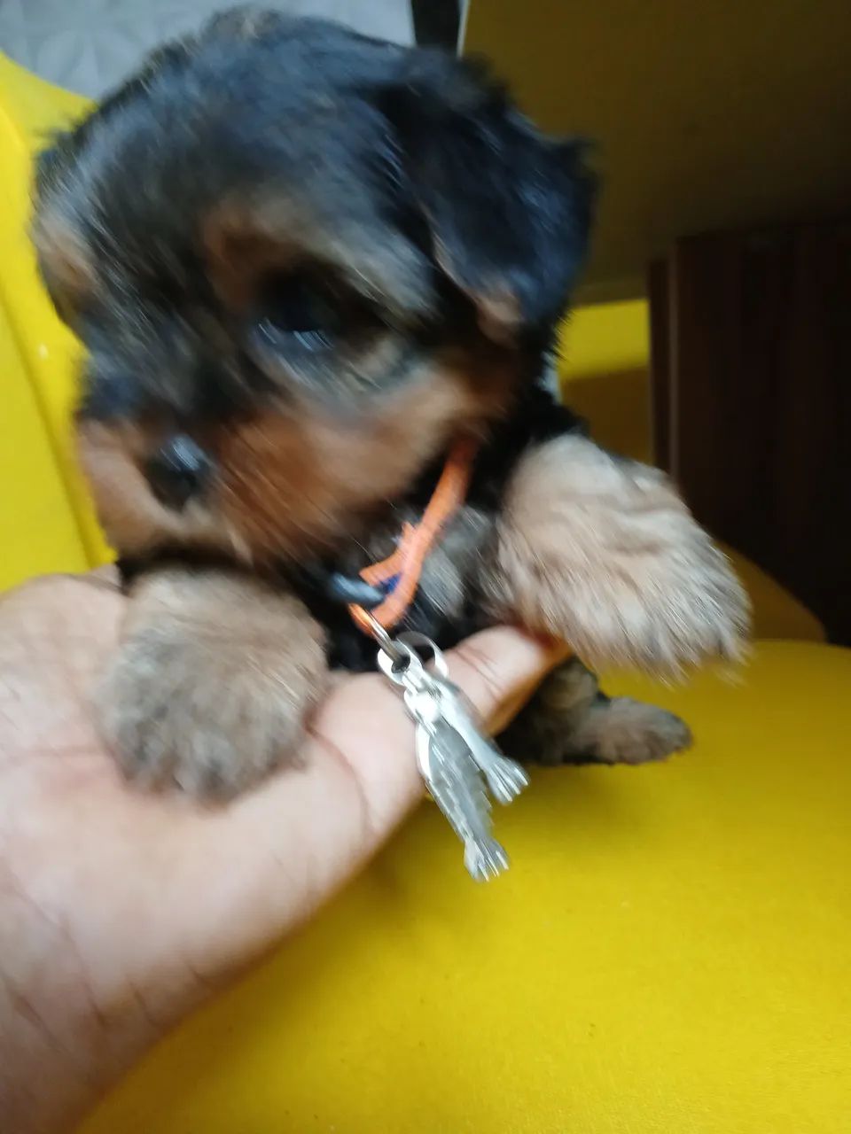 Disponível  - Foto 2