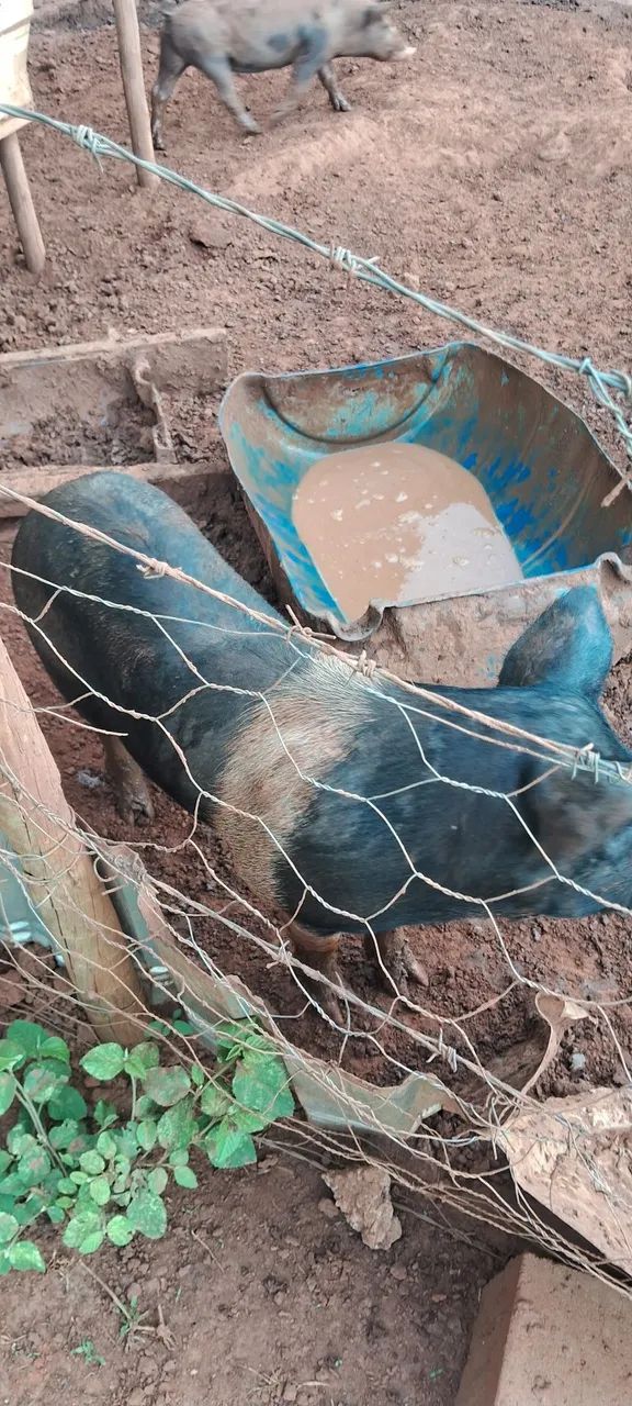 3 marroa e um cachaço  - Foto 2