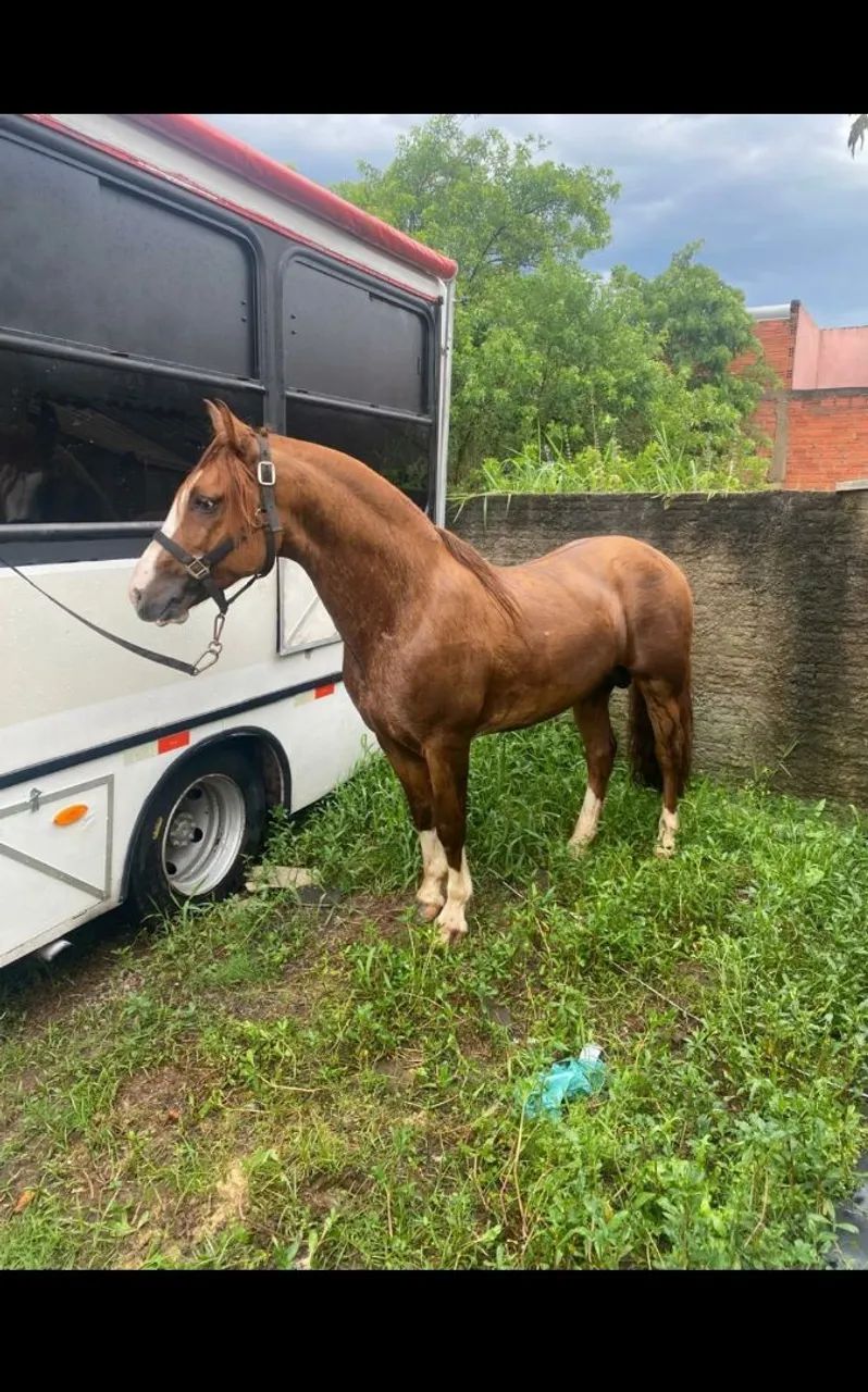 Cavalo filho de AS Malke Tormento  - Foto 3
