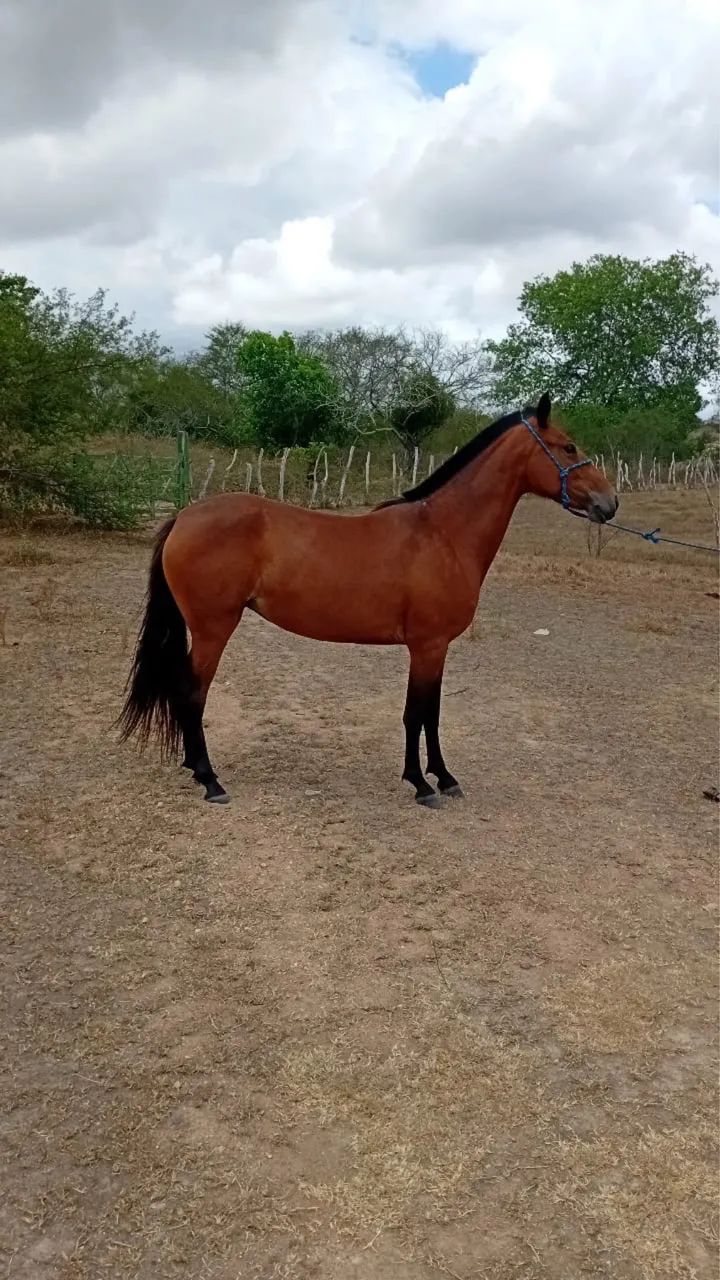 Vendo essa potra ja montada  - Foto 4