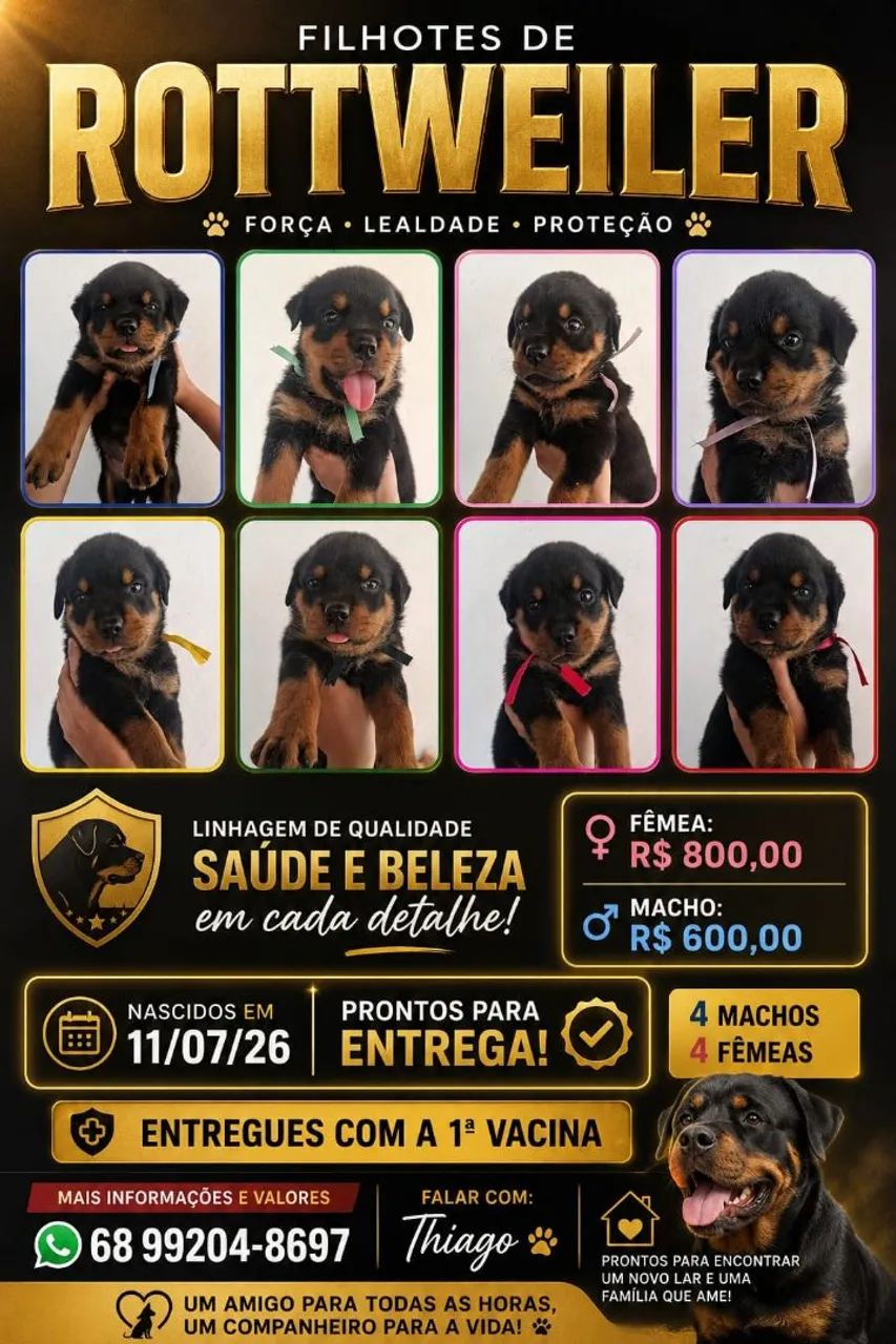 Filhotes de Rottweiler
