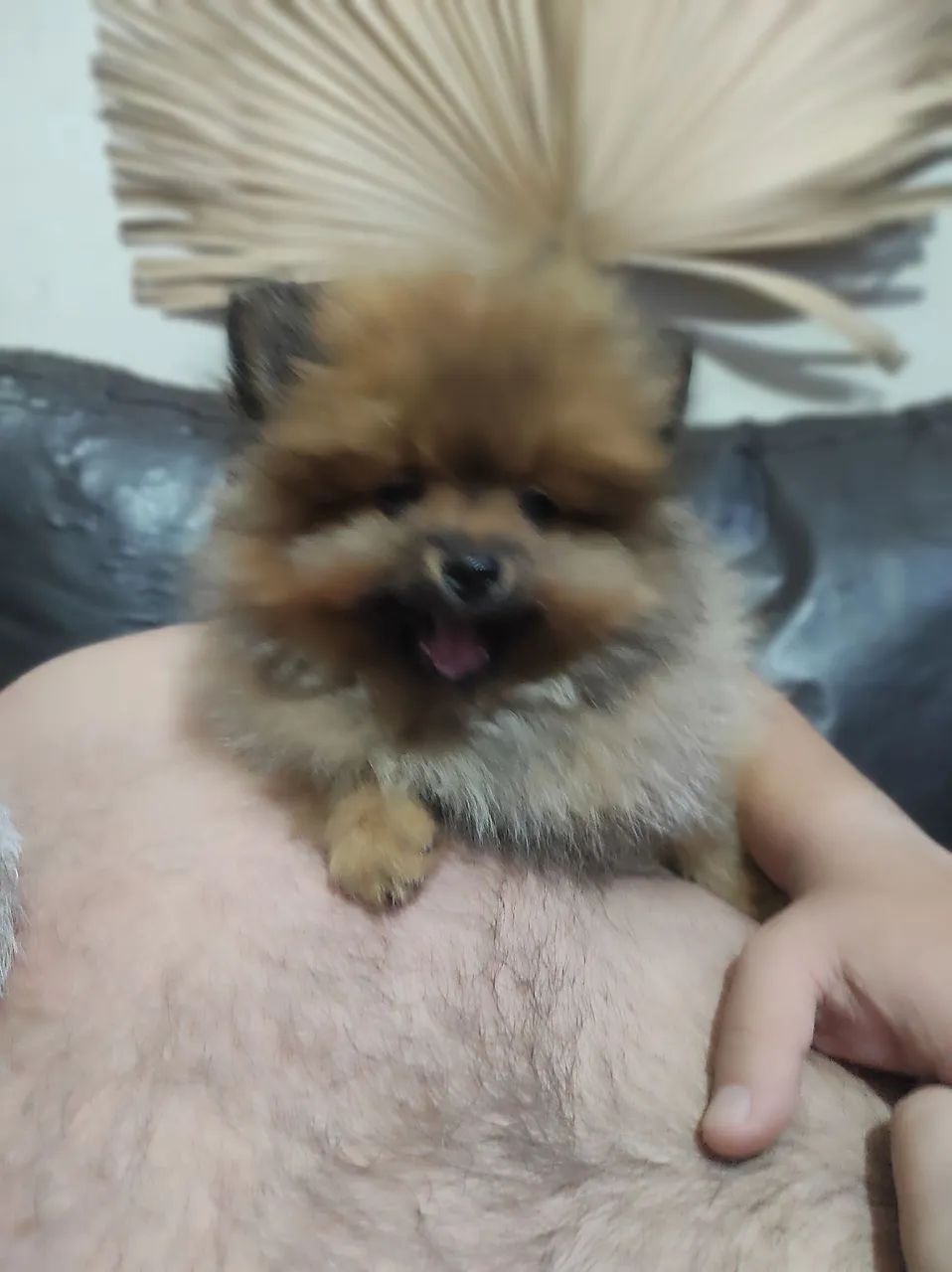 Spitz alemão 