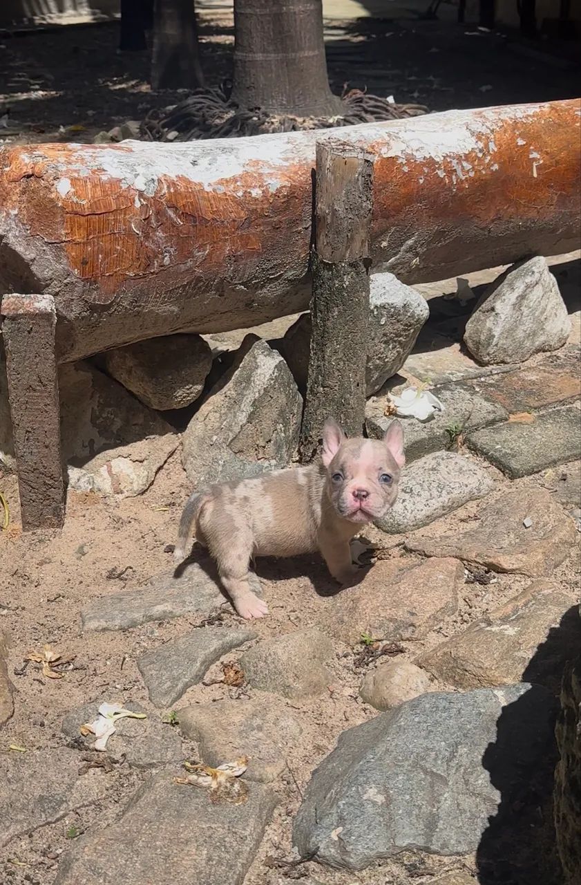 Filhotes de Ameican bully micros e nano. - Foto 5