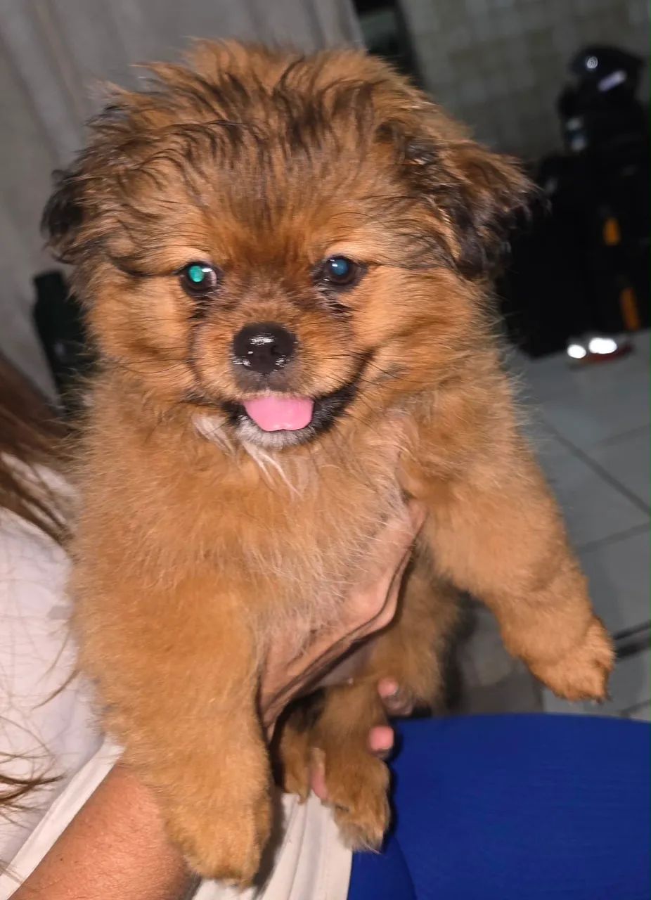 Shitzu com ilhasa apso - Foto 3