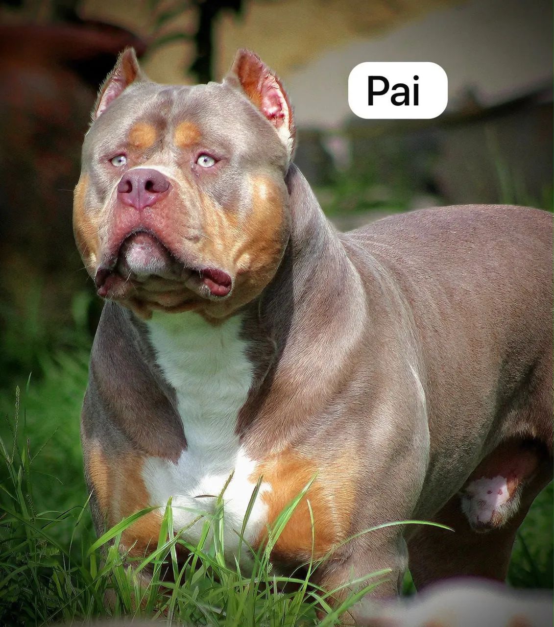 Pit monster macho  - Foto 4
