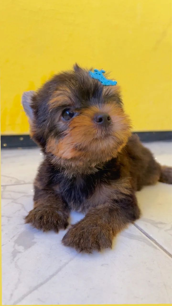 Yorkshire Terrier  - Foto 4