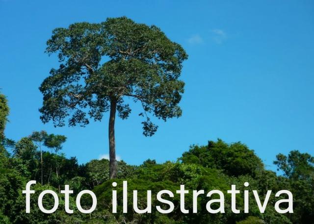 Fazenda com 69.000 hectares no amazonas, ler descrição do anuncio