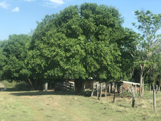Vendo chácara próximo ao shopping bosque dos Ipês - Foto 20