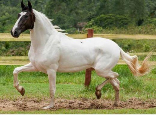Cavalo campolina - Foto 4
