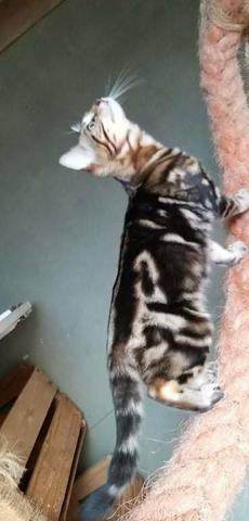 Bengal - Foto 6