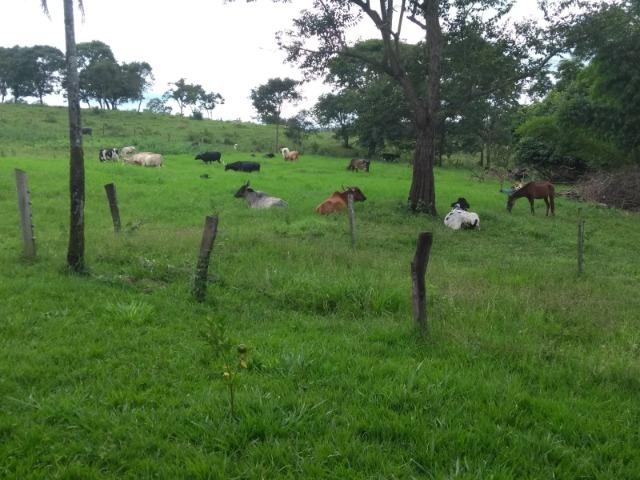 Fazenda 16,5 Alq - 50km de Goiânia - Hidrolândia - Entrada exclusiva - a 4 km da Rodovia - Foto 10
