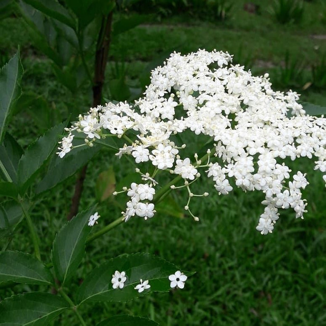 MUDAS DE SABUGUEIRO - Foto 2