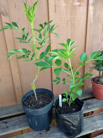 MUDAS DE SABUGUEIRO - Foto 3