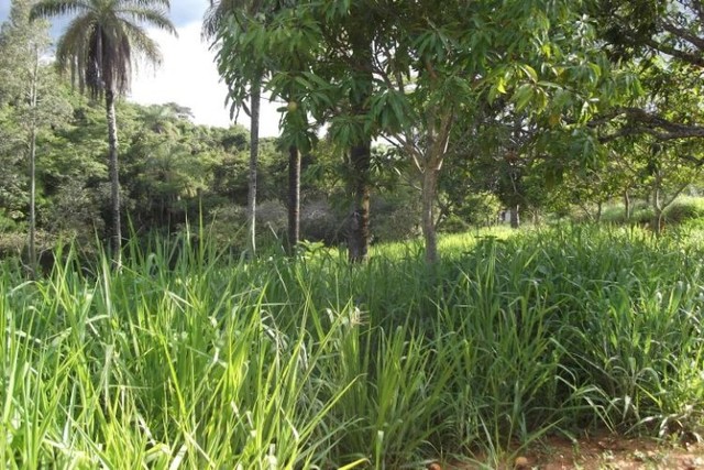 Fazendinha de 6.5 ha,perto do centro Jaboticatubas  - Foto 5