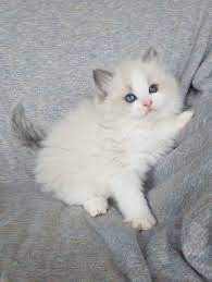 Ragdoll 