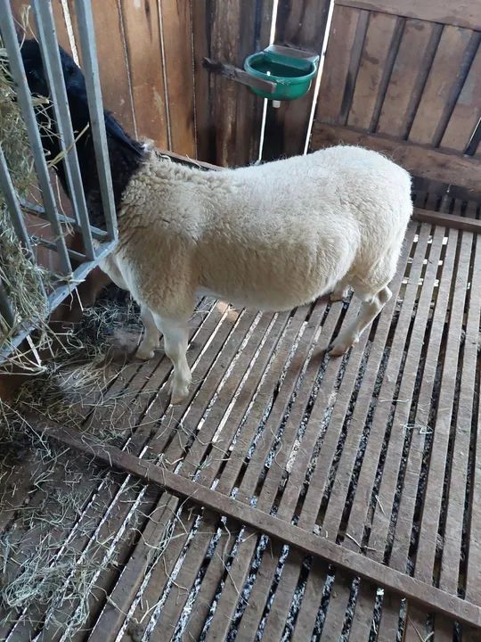 Ovelhas, borregos dorper