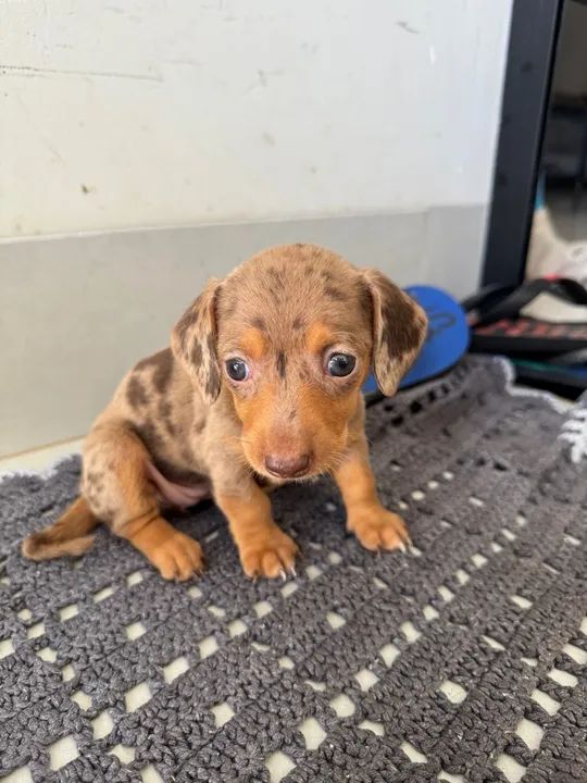 Filhotes de Dachshunds/Teckel/Salsichas