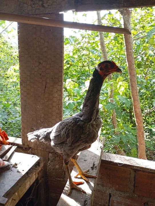 Franga india - Foto 3