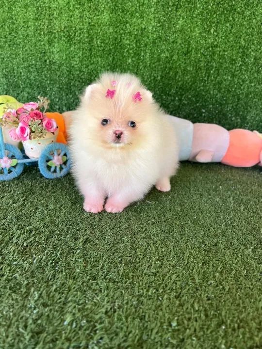 A mais linda Lulu da pomerania femea  - Foto 2