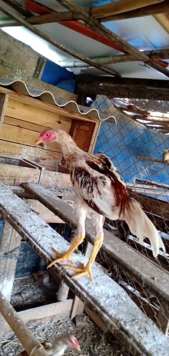 Frangos indio  - Foto 2