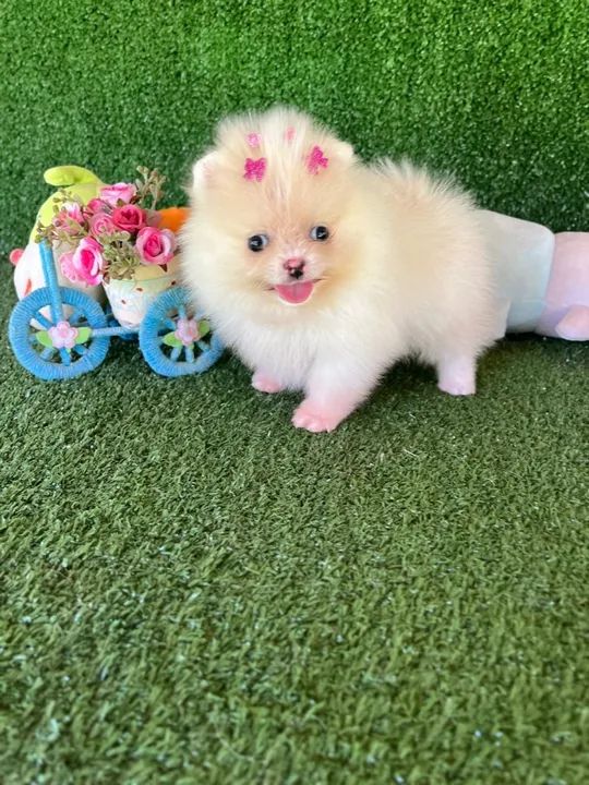 A mais linda Lulu da pomerania femea  - Foto 5