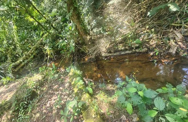 1.2 hectares 217 mil reais rico em água  - Foto 12