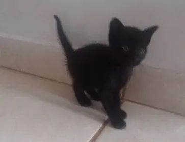 Doação de filhotes de gatinho - Lindos - Foto 3