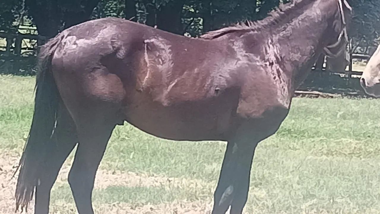 Potro quarta de milho 1.6 meses R$ 2.000 - Foto 4