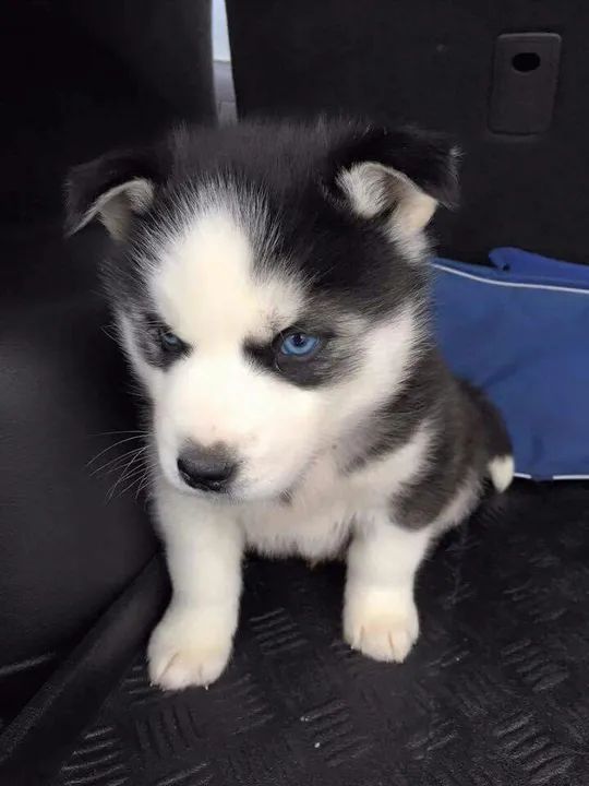 Husky Siberiano Motivado