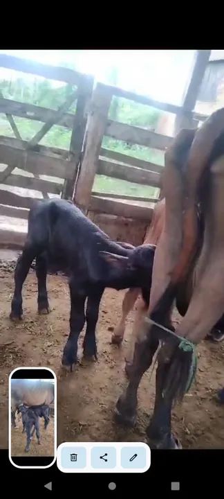 Búfalos recém nascido 380 cada - Foto 3