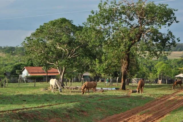 Fazendas - Mato Grosso do Sul | OLX