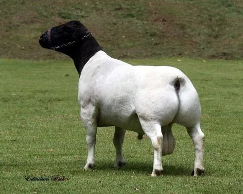 Dorper PO