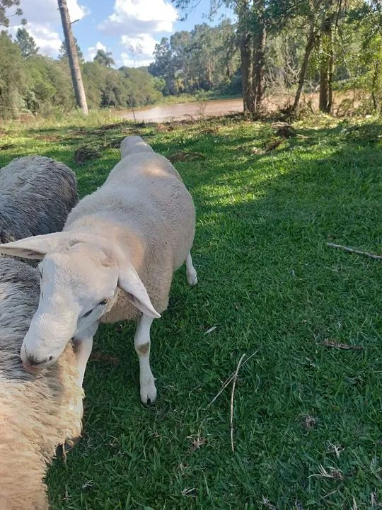 Carneiro texel - Foto 2