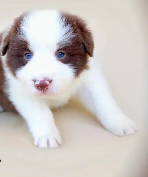 Border Collie trabalhamos com mais de 20 raças.