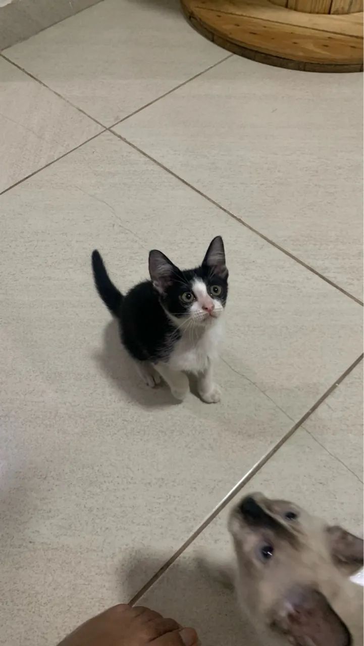 Gatas pra Doação  - Foto 6