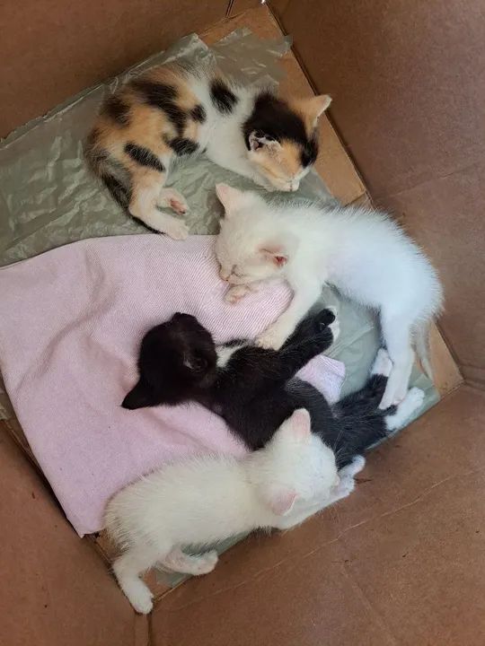 Gatinhos para adoção responsável