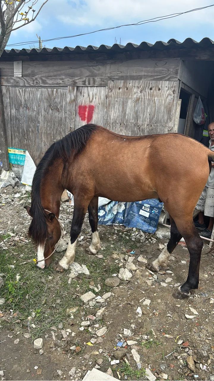 Cavalo criolo do Sul 