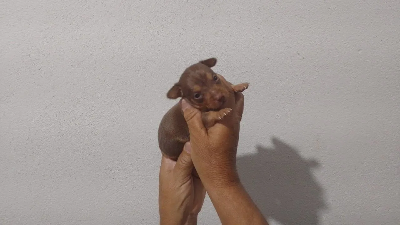 Filhote de Pinscher Miniatura