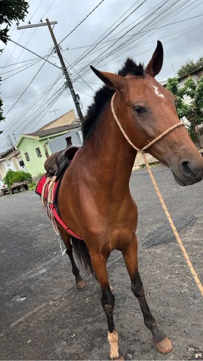 Égua Campolina  - Foto 3