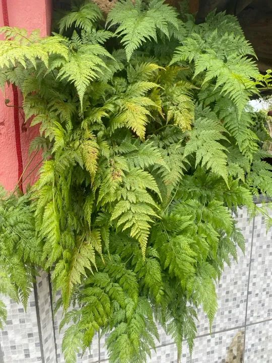 Samambaia renda portuguesa 