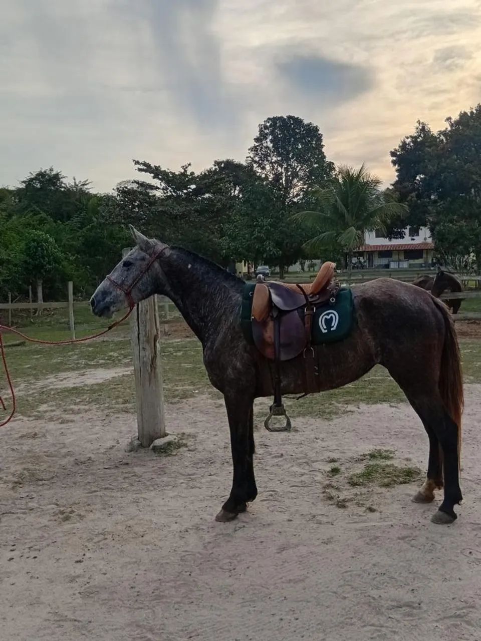 Égua mangalarga  - Foto 3